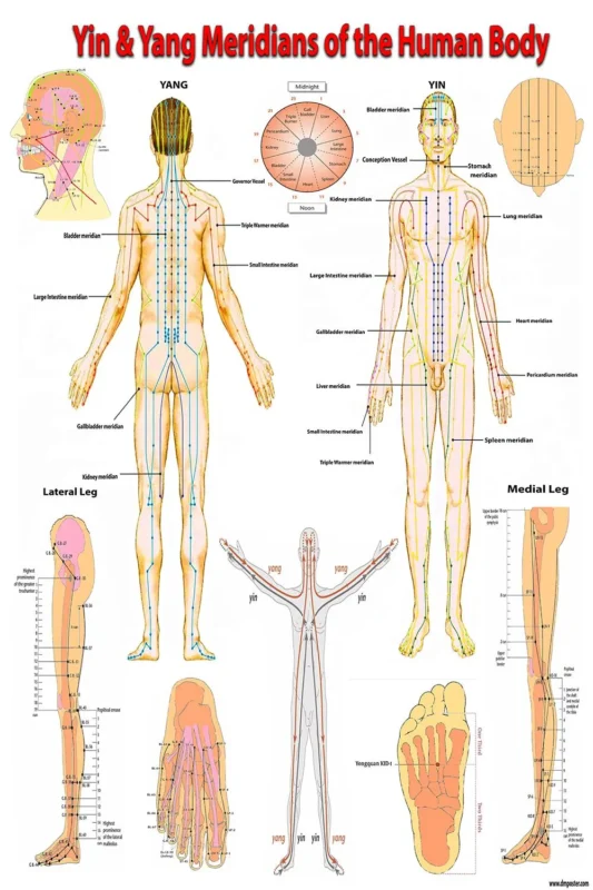 TCM meridian energy pathways in human body